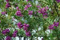 Bougainvillée du monastère Saint-Nectaire à Rhodes. Cliquer pour agrandir l'image.