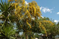 Mimosa au monastère Saint-Nicolas-Fountoukli à Rhodes. Cliquer pour agrandir l'image.