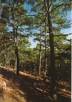 Chemin de montée au mont Atavyros à Rhodes. Cliquer pour agrandir l'image.
