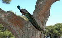 Paon bleu au monastère de Filérimos à Rhodes. Cliquer pour agrandir l'image.