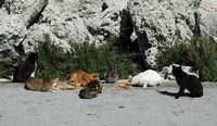 Chats sur le port de Mandraki à Rhodes. Cliquer pour agrandir l'image.