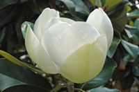 La flore et la faune de l’île de Crète. Magnolier à grandes fleurs près de Malia. Cliquer pour agrandir l'image.
