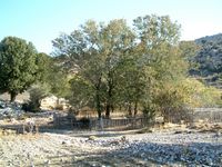 Le village de Kritsa en Crète. Arbre de l'espèce Zelkova abelicea (auteur Sabine Beckmann). Cliquer pour agrandir l'image.