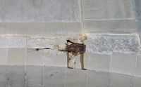 La flore et la faune de l’île de Crète. Hirondelle rustique au nid dans le monastère d'Arkadi. Cliquer pour agrandir l'image.