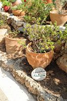 La flore et la faune de l’île de Crète. Ciste de Crète (Cistus creticus) à l'écomusée Lychnostatis. Cliquer pour agrandir l'image.