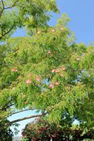 La flore et la faune de l’île de Crète. Acacia de Constantinople (Albizia julibrissin) à Faistos. Cliquer pour agrandir l'image.