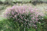 La flore et la faune de l’île de Crète. L'ébène de Crète (Ebenus cretica). Cliquer pour agrandir l'image.