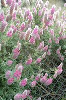 La flore et la faune de l’île de Crète. L'ébène de Crète (Ebenus cretica). Cliquer pour agrandir l'image.