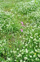 La flore et la faune de l’île de Crète. Ail violacé de Tulbagh (Tulbaghia violacea) près d'Axos. Cliquer pour agrandir l'image.