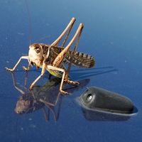 La flore et la faune de l’île de Crète. Criquet migrateur (Locusta migratoria) près d'Agios Pavlos. Cliquer pour agrandir l'image.