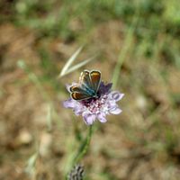 La flore et la faune de l’île de Crète. Azuré commun (Polyommatus icarus) à la nécropole d'Arméni. Cliquer pour agrandir l'image.