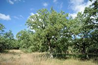 La flore et la faune de l’île de Crète. Chêne vélani (Quercus macrolepis) à la nécropole d'Arméni. Cliquer pour agrandir l'image.
