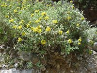 La flore et la faune de l’île de Crète. Phlomis de Crète dans les gorges d'Imbros (auteur JopkB). Cliquer pour agrandir l'image.
