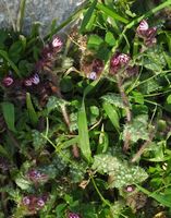 La flore et la faune de l’île de Crète. Buglosse de Crète (Anchusella variegata) dans les gorges d'Imbros (auteur Robert Flogaus-Faust). Cliquer pour agrandir l'image.