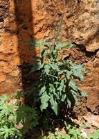 La flore et la faune de l’île de Crète. Plante rudérale à identifier à Aradaina dans les Sfakia. Cliquer pour agrandir l'image.