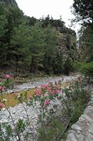 La flore et la faune de l’île de Crète. Lauriers-roses dans les gorges de Samaria. Cliquer pour agrandir l'image.