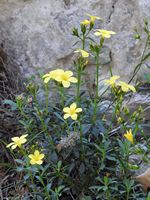 La flore et la faune de l’île de Crète. Lin arborescent (Linum arboreum) dans les gorges d'Imbros (auteur Robert Flogaus-Faust). Cliquer pour agrandir l'image.