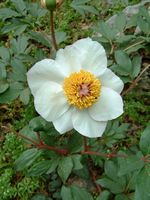 La flore et la faune de l’île de Crète. Pivoine de Clusius (Paeonia clusii) (auteur Sabine Beckmann). Cliquer pour agrandir l'image.