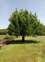 La flore et la faune de l’île de Crète. Poirier sauvage (Pyrus pyraster) sur le plateau de Krapi près de Vrysses. Cliquer pour agrandir l'image.