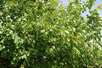 La flore et la faune de l’île de Crète. Poirier sauvage (Pyrus pyraster) sur le plateau de Krapi près de Vrysses. Cliquer pour agrandir l'image.