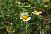 La flore et la faune de l’île de Crète. Chrysanthème couronné (Glebionis coronaria) sur le cavalier Saint-Dimitri à La Canée. Cliquer pour agrandir l'image.