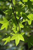 Feuilles d'aliboufier au vallon des papillons à Rhodes. Cliquer pour agrandir l'image.