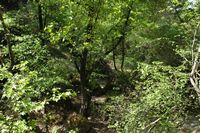 Le vallon des papillons à Rhodes. Cliquer pour agrandir l'image.