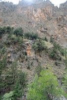 Les gorges de Samaria en Crète. Plantes chasmophytes. Cliquer pour agrandir l'image.