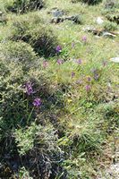 Le village d’Amari en Crète. Orchis de Bory (Anacamptis boryi) sur le plateau du Gious Kampos. Cliquer pour agrandir l'image.
