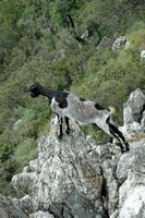 Chèvre sauvage à Asclépios à Rhodes. Cliquer pour agrandir l'image.