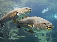 Le village de Gouvès en Crète. Maigre commun (Argyrosomus regius) au Cretaquarium de Gournes (auteur C. Messier). Cliquer pour agrandir l'image.