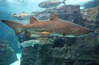Le village de Gouvès en Crète. Requin taureau (Carcharias taurus) au Cretaquarium de Gournes (auteur Shadowgate). Cliquer pour agrandir l'image.