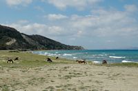 Troupeau de chèvres sauvages à Kamirou Skala à Rhodes. Cliquer pour agrandir l'image.