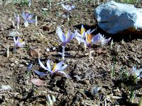 Le village de Kritsa en Crète. Peuplement de crocus de montagne crétoise (Crocus oreocreticus) (auteur Sabine Beckmann). Cliquer pour agrandir l'image.