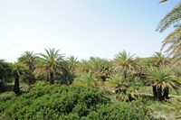 Le village de Palékastro en Crète. La palmeraie de Vaï. Cliquer pour agrandir l'image.