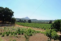Le monastère d'Agia Triada en Crète.Les vignes. Cliquer pour agrandir l'image.