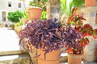 Le monastère d'Agia Triada en Crète. Les jardins. Cliquer pour agrandir l'image.