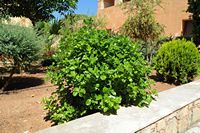 Le monastère d'Agia Triada en Crète. Les jardins. Cliquer pour agrandir l'image.