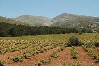 Vignes du village de Siana à Rhodes. Cliquer pour agrandir l'image.