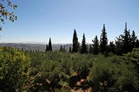 Le village de Zaros en Crète. L'oliveraie du monastère de Vrondissi. Cliquer pour agrandir l'image.