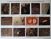 Le village de Zoniana en Crète. La faune de la grotte de Sfentoni. Cliquer pour agrandir l'image.