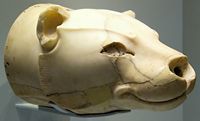 Le Musée archéologique d’Héraklion en Crète. Rhyton à tête de lionne du site de Cnossos (auteur ZDE). Cliquer pour agrandir l'image.