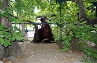 La ville gréco-romaine de Kos. Le platane d'Hippocrate à Kos. Cliquer pour agrandir l'image.