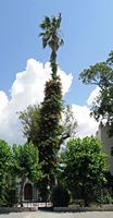 A Bignone Klettern ein Palm Boulevard Hippokrates in Kos. Klicken, um das Bild zu vergrößern.