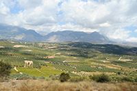 La ville de Mirès en Crète. La vue vers le nord et le Psiloritis depuis la colline de Roufas. Cliquer pour agrandir l'image.
