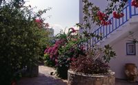 La ville de Naoussa à Paros. L'hôtel Kalypso. Cliquer pour agrandir l'image.