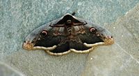 La ville de Naoussa à Paros. Grand paon-de-nuit (Saturnia pyri) à l'hôtel Kanale. Cliquer pour agrandir l'image.
