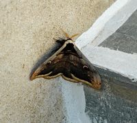 La ville de Naoussa à Paros. Grand paon-de-nuit (Saturnia pyri) à l'hôtel Kanale. Cliquer pour agrandir l'image.