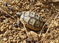 Tortue d'Hermann à Paléo Pyli sur l'île de Kos (auteur H. Zell). Cliquer pour agrandir l'image.