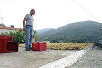 La côte nord de la commune de Sitia en Crète. Le séchage des raisins à Tourloti. Cliquer pour agrandir l'image.